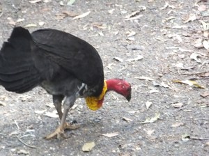 Australian Bush Turkey