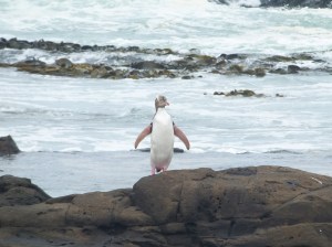 A rare Yellow-eyed penguin at Curio Bay