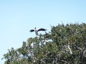A pelican taking flight