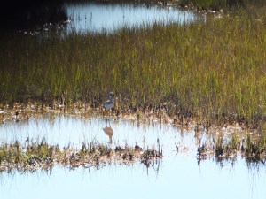 Waterfowl in Scarboro Marsh
