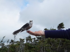 Feeding a Canada Jay