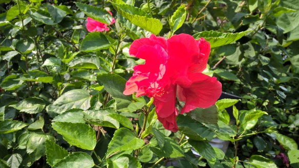 wp_20161106_13_54_37_pro