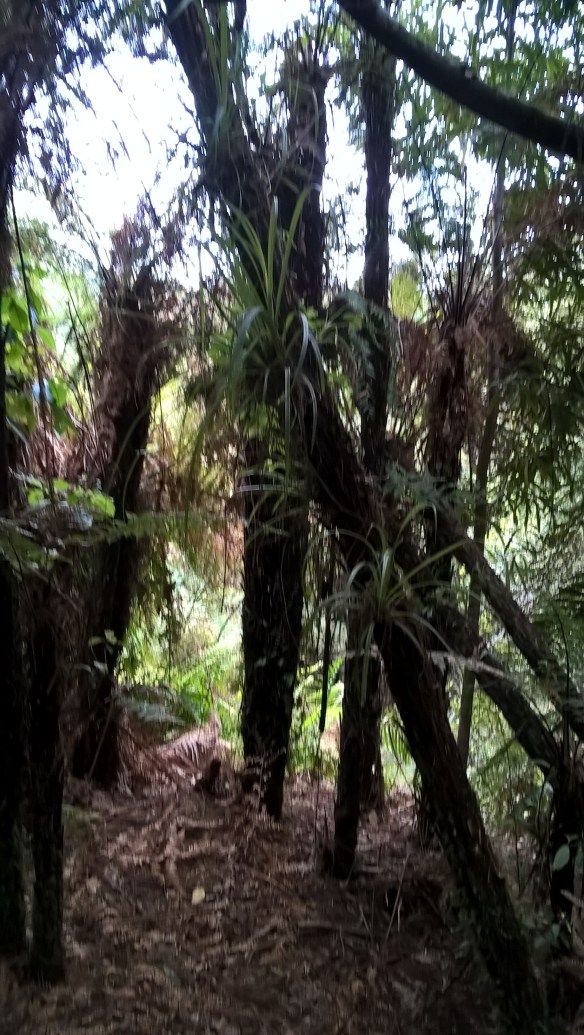 wp_20161129_12_33_26_pro