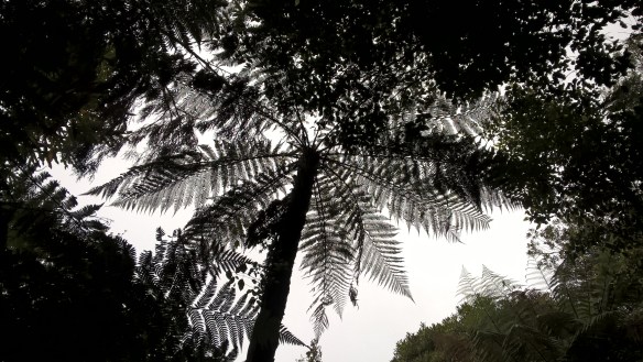 wp_20161129_12_33_37_pro