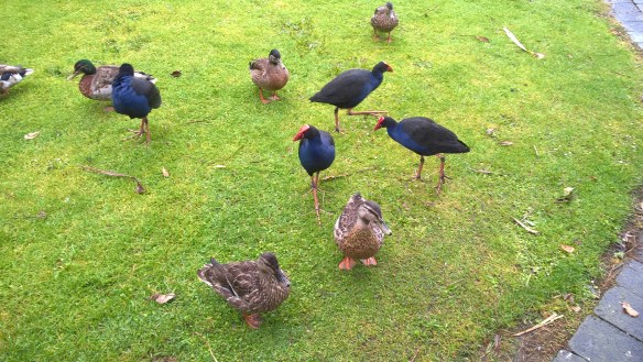 wp_20161130_11_25_45_pro