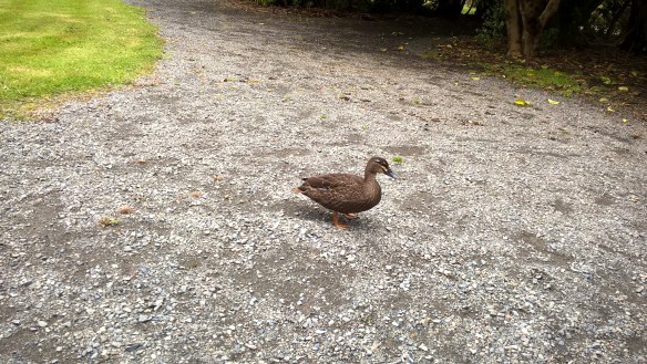 wp_20161130_13_47_08_pro