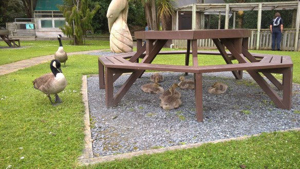 wp_20161130_13_51_55_pro