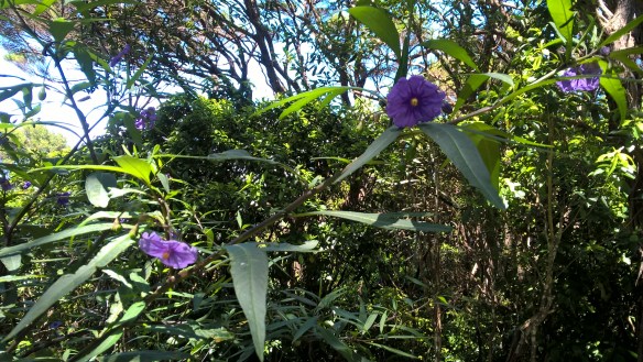 wp_20161201_11_48_05_pro