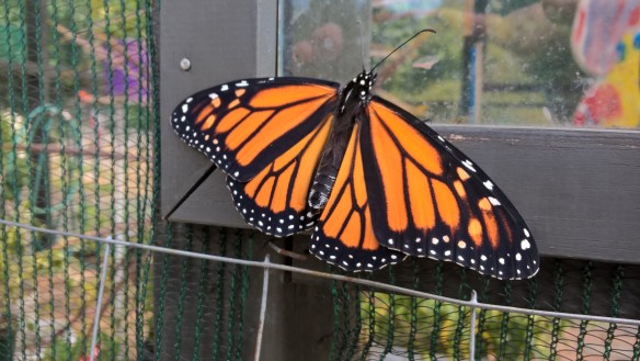 wp_20161203_15_32_32_pro